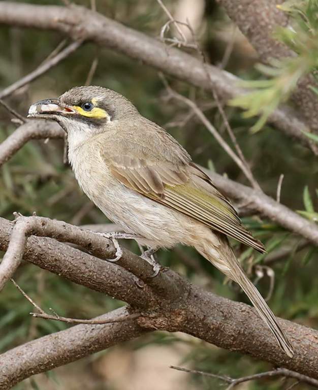 The yellow-faced honeyeater (Caligavis chrysops) is among Australia's most conspicuous migrants.