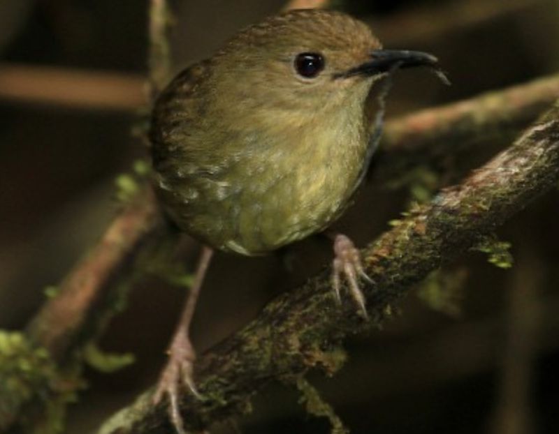 Atherton Scrubwrens are a little bigger than the Large-billed and distinctively longer and heavier in 'leg', a trait reflecting their more terrestrial niche.