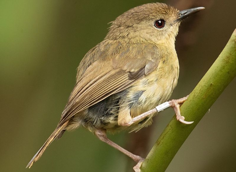 The Atherton Scrubwren (Sericornis keri) belongs to the family Acanthizidae found in the mountain rainforests of northeastern Queensland.