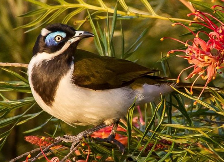 Among the large honeyeaters, the blue-faced honeyeater (Entomyzon cyanotis) is miner-like in its communal gatherings and feeding.