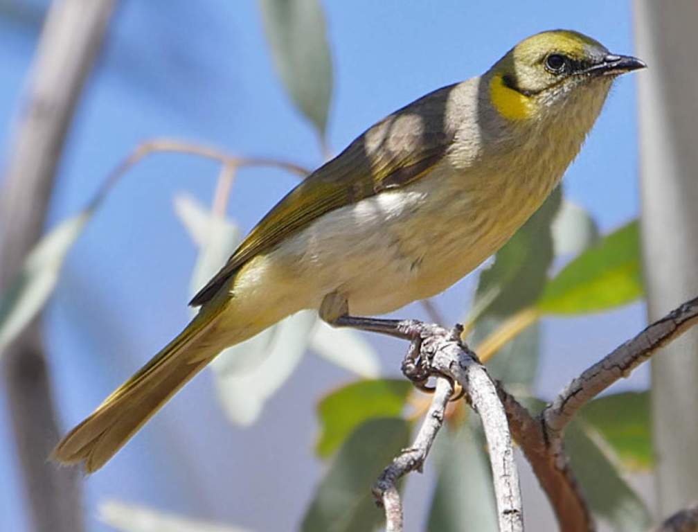 The grey-fronted honeyeater (Ptilotula plumula) replaces yellow-plumed honeyeaters (Ptilotula ornata) in stunted desert mallee and eucalypt woodland in a ring around arid Australia, both on low stony hills and spinifex-clad dunes.