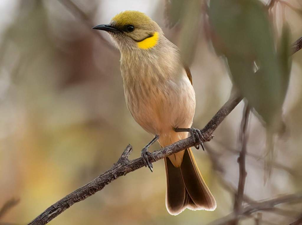 It is also known as the yellow-fronted honeyeater.