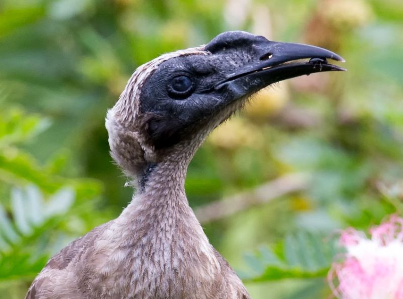 The helmeted friarbird (Philemon buceroides) is one of the largest Australian friarbirds.