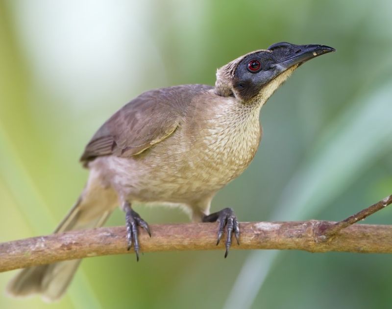 The Helmeted Friarbird is a bird of the rainforest edge, wherever it occurs throughout its vast range, from New Guinea across northern Australia to the Lesser Sundas.