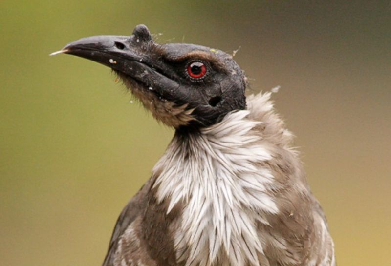 The noisy friarbird (Philemon corniculatus) the tonsured head of this big honeyeater, gives its name to having a bare head.