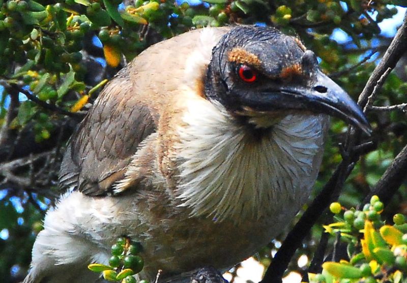 The noisy friarbird is about 300 to 340 mm long.
