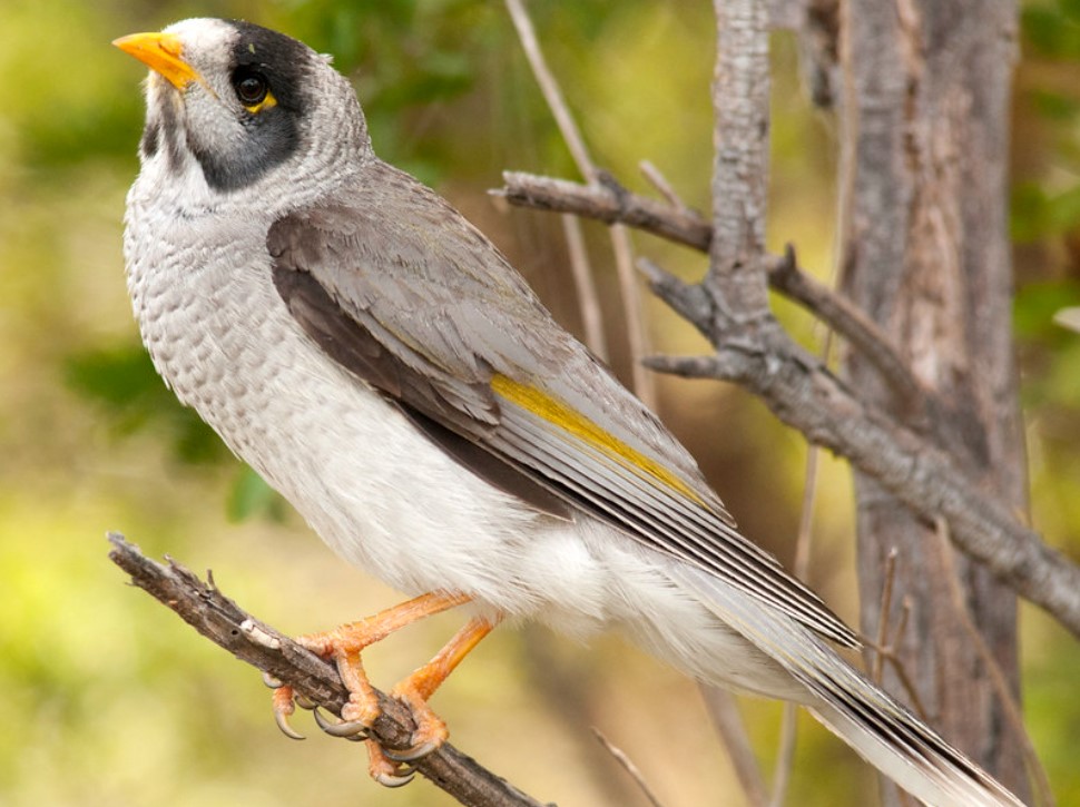 The noisy miner sound is a complex repertoire call. A territorial call is a rhythmic, repeated two- or three-syllable teu-teu-teu-teu uttered in short, undulating flight.