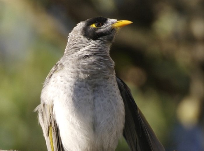 The bird is also known as Micky, Noisy Mynah, Squeaker, and Soldier-bird.