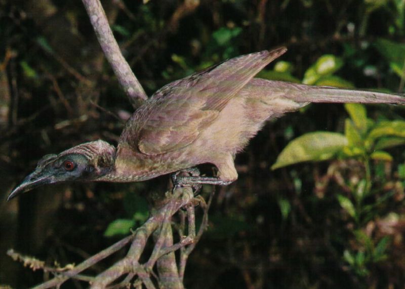 It is also known as Melville Island Friarbird and Sandstone Friarbird.