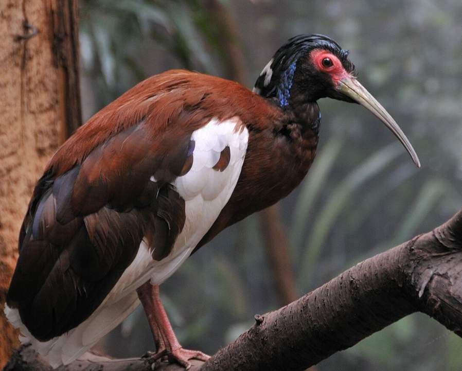 The Madagascar Crested Ibis (Lophotibis cristata) is relatively common in the majority of the forests, from the Marovony Forest south through the Anosyenne Mountains to the Manantantely Forest.