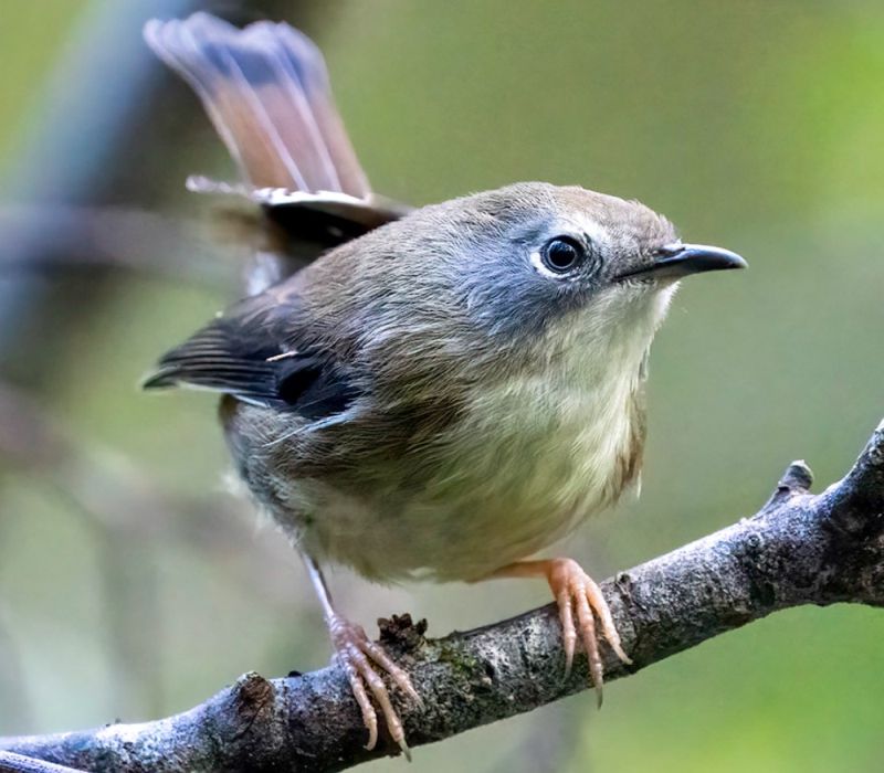 Scrubtit (Acanthornis magna) belongs to the thornbill family Acanthizidae