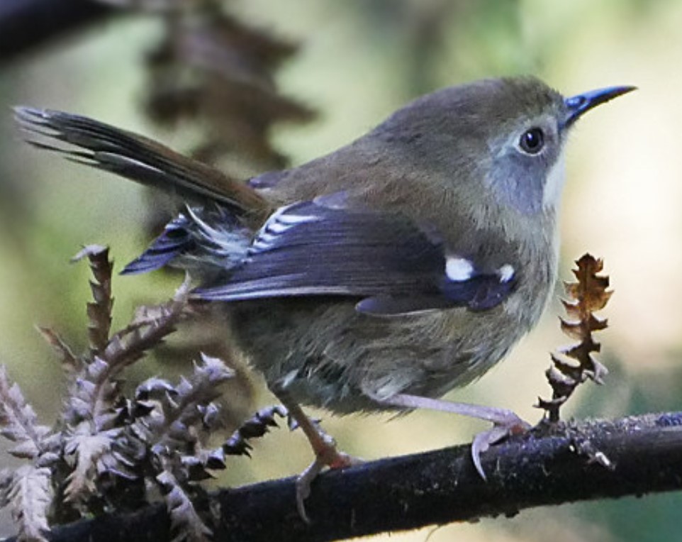 This Tasmanian scrubtit is also known as Fern Weaver and Mountain Wren.