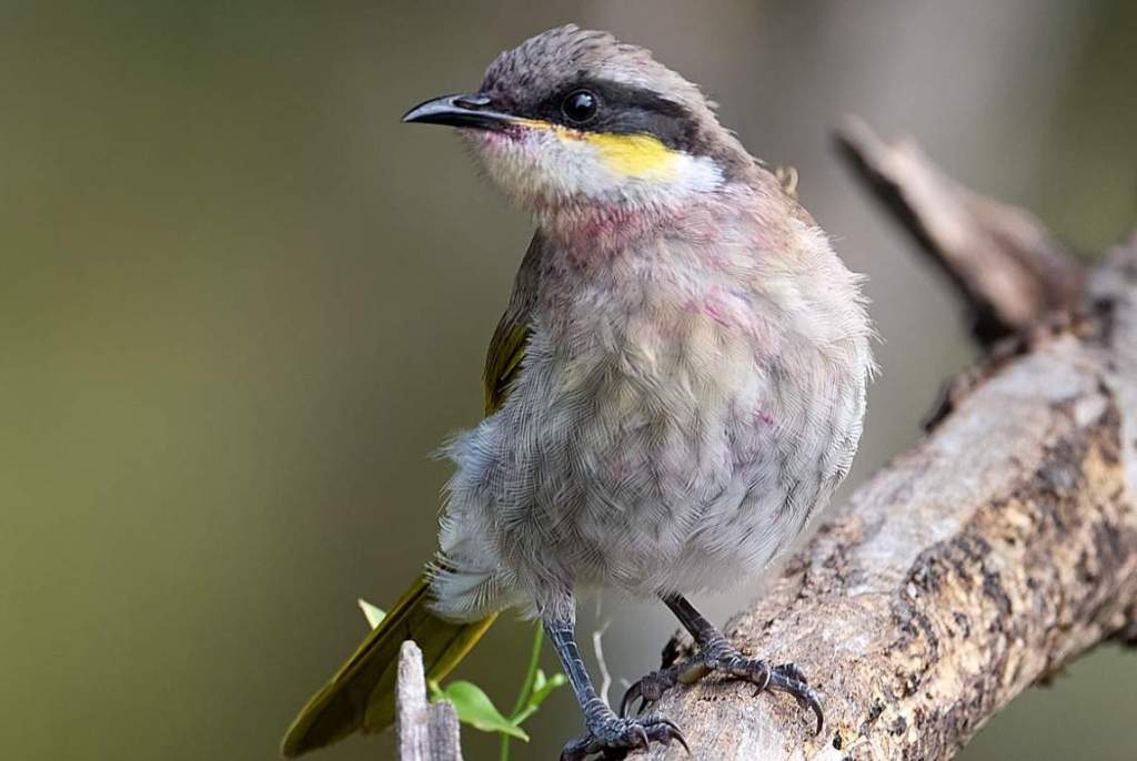 It is also known as Black-faced Honeyeater, Grey Peter, Grape Eater, or Forrest's Honeyeater.