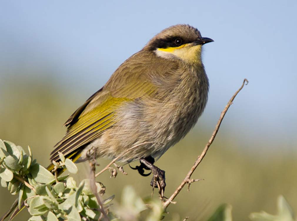 Singing honeyeaters may wander in poor seasons but are usually sedentary in small enclaves of two to five or six birds that feed independently.