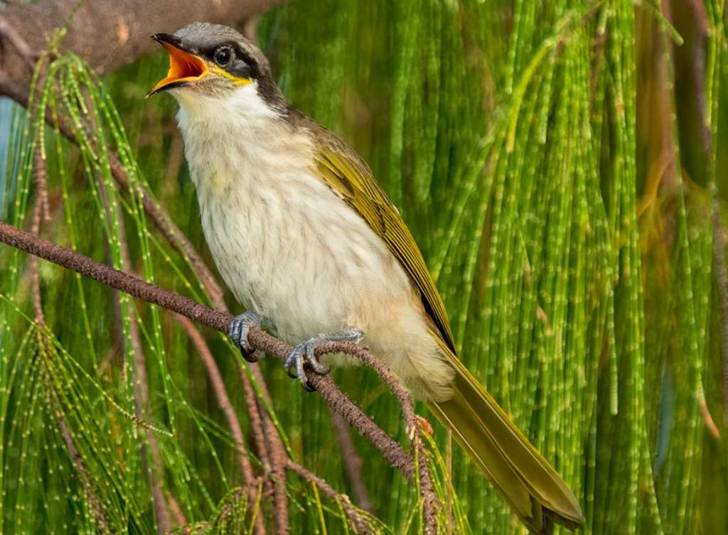 The varied honeyeater (Gavicalis versicolor) is a bird that is different from the mangrove honeyeater.