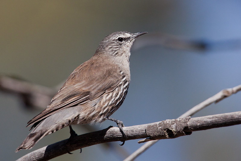 It is also known as the white-eyebrowed treecreeper.