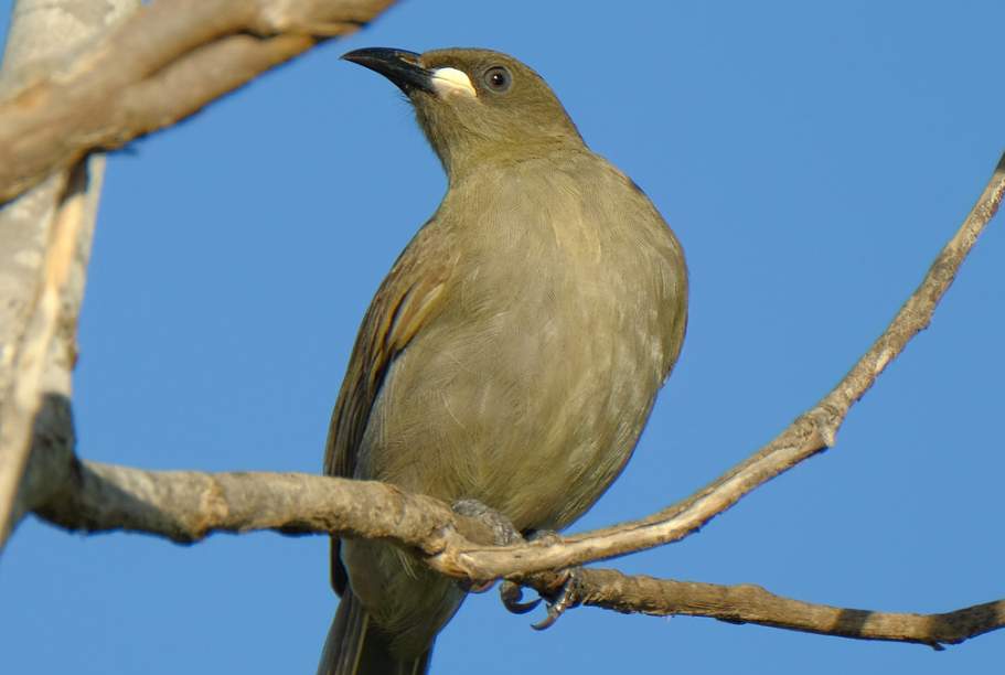 The white-gaped honeyeater (Stomiopera unicolor) is noisy and aggressive like other honeyeaters.