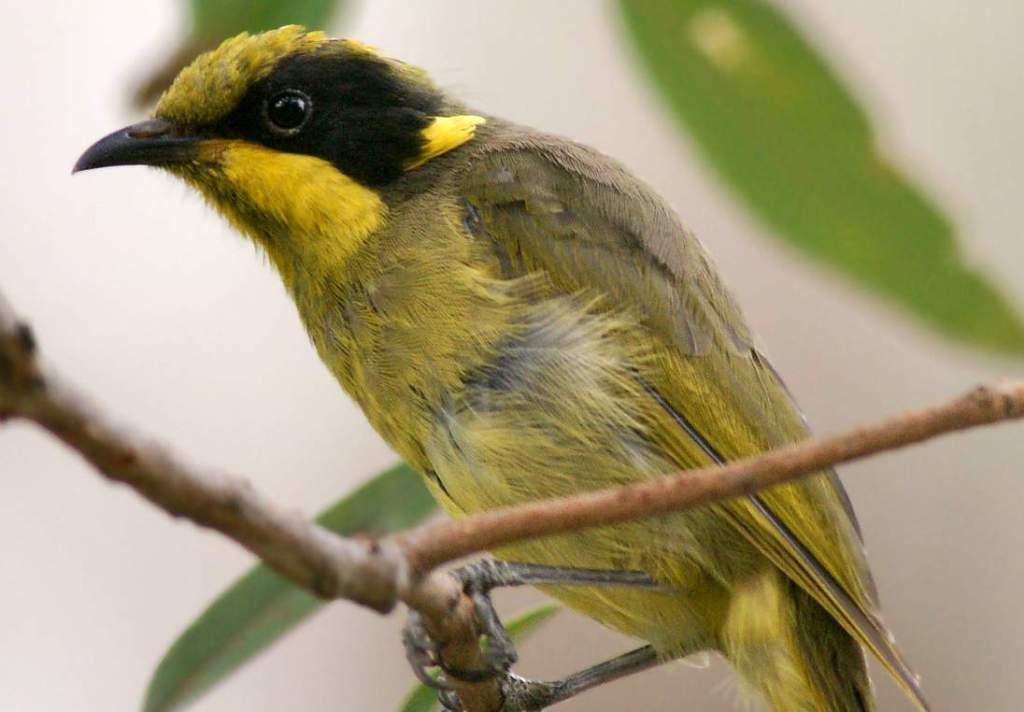 They search busy from the shrub layer to the treetops, for nectar in blossoms and insects and fruit among the leaves and branches.