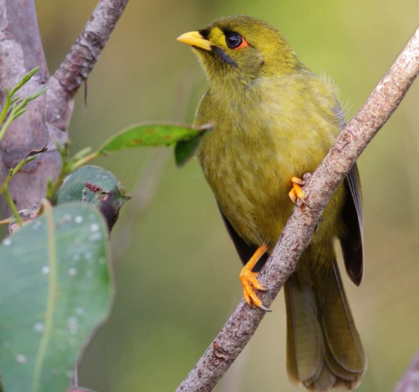 The loud bell-like notes of the Bell Miner (Manorina melanophrys), inspired much poetry, are single-plucked notes given by each bird in turn in their close-packed colonies.