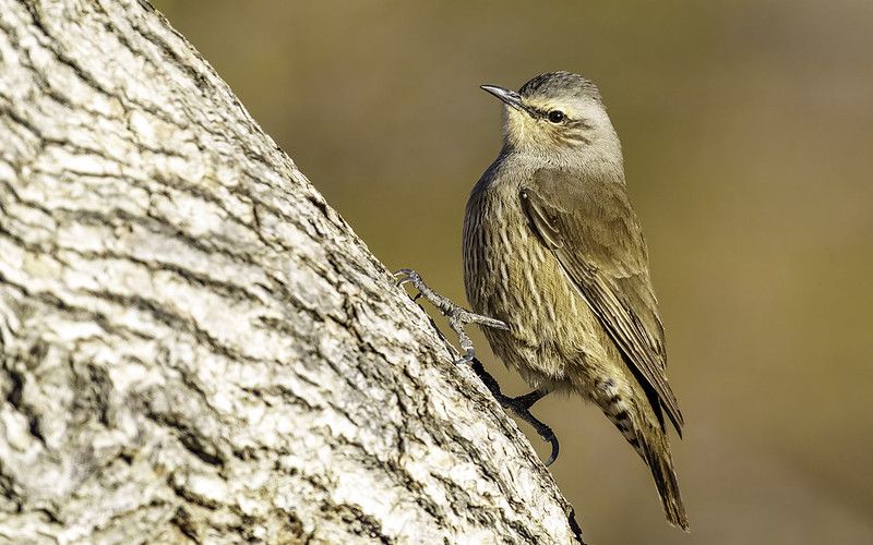 The arresting staccato calls of the Brown Treecreeper (Climacteris picumnus) are characteristic of eastern Australia's eucalypt woodlands, mallee, and drier open forests.