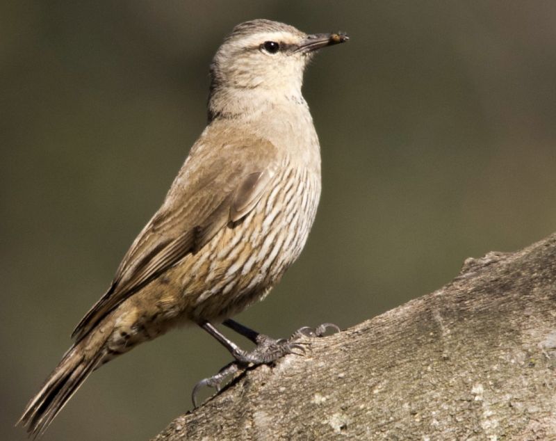 It is also known as the Black Treecreeper, 'Woodpecker'.