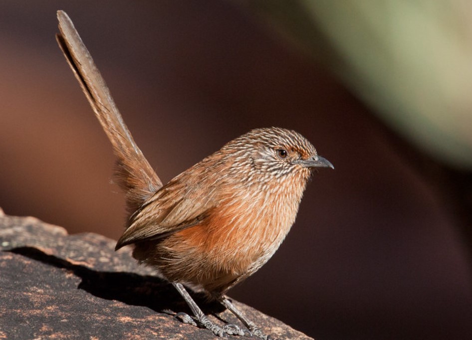 Rock-strewn hills and gorges clad with spinifex are the habitat of the dusky grasswren in central Australia.