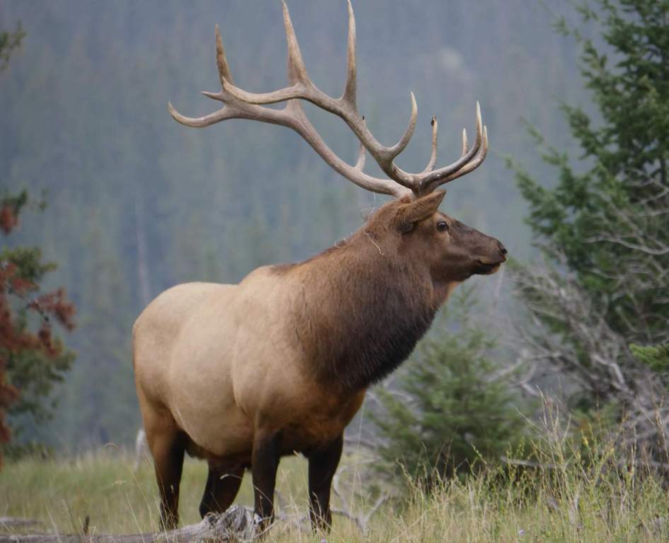 The Wapiti (Cervus canadensis) is the lordliest of all true deer. Among all the beasts of the chase, there is none more stately or more imposing, and none that yields a fine trophy to the hunter.