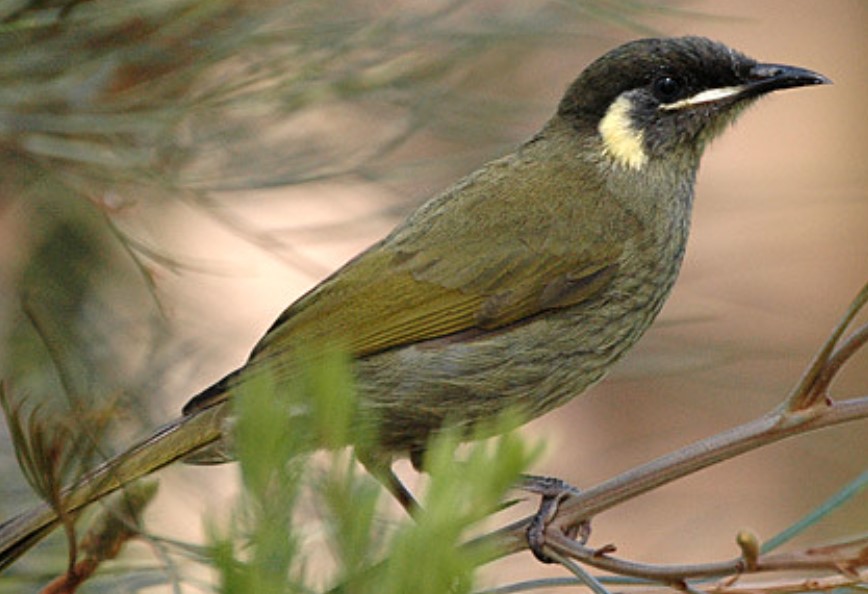 Lewin's honeyeater (Meliphaga lewinii) ranges from the Mcllwraith to Melbourne. This magical bird is the most widespread honeyeater in Australia's eastern coastal rainforests.