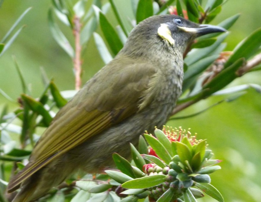 It is also known as Yellow-eared Honeyeater, Bananabird, Brasseye, Orangebird. The bird's name is attributed to the Australian artist John Lewin.