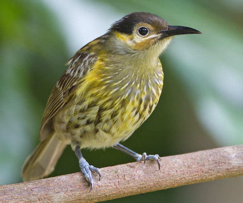The natural habitats of these honeyeaters' are tropical moist lowland forests and tropical dry forests. 