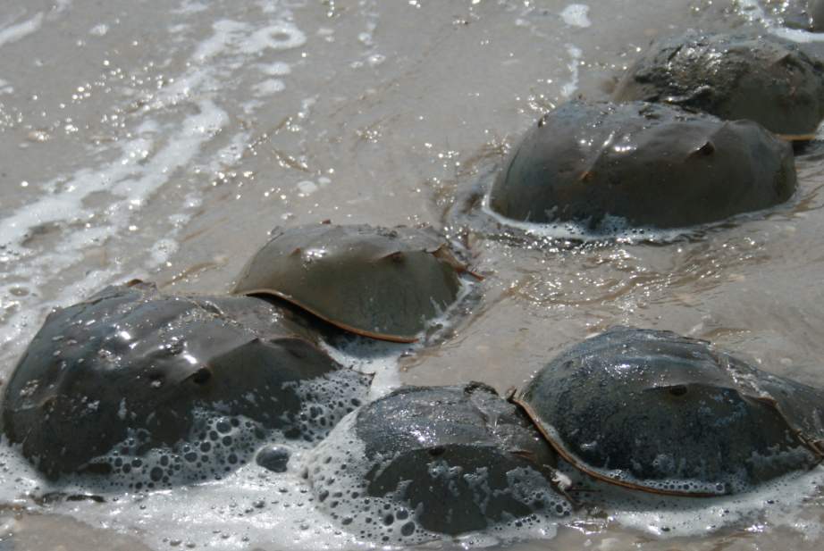 This horseshoe crab (Limulus polyphemus) was formerly a crustacean and is the sole survivor of an extinct group of arthropods intermediate between trilobites and arachnids.