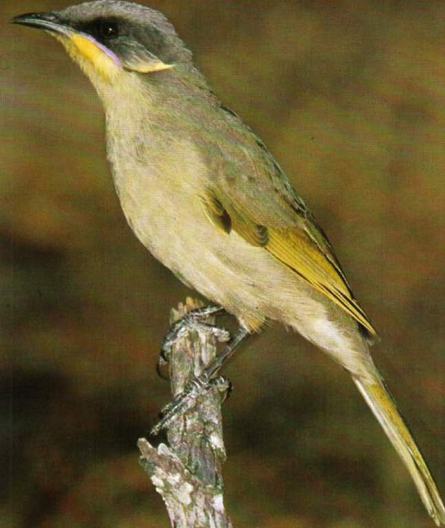 This bird is also known as the lilac-wattled honeyeater and the wattled-cheeked honeyeater.