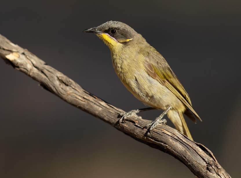 The purple-gaped honeyeater (Lichenostomus cratitius) is confined to stands of dense, short, elongated mallee and its fringing heaths around the southern Australian coast and near the inland.