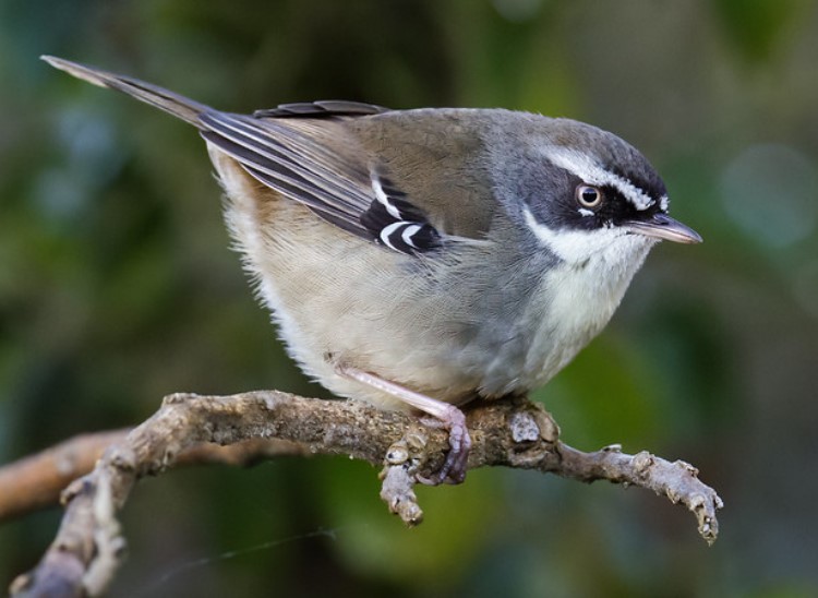 The white-browed scrubwren (Sericornis frontalis) is one of the most widespread, abundant, and familiar of Australia's small ground-feeding birds,