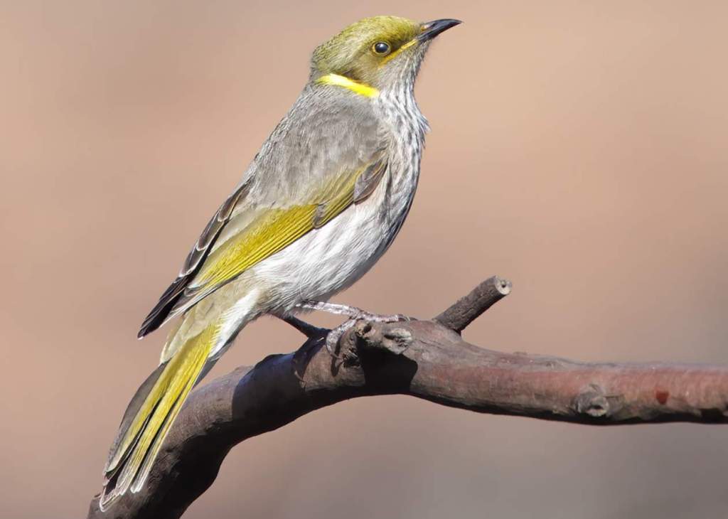 The yellow-plumed honeyeater repeats its call when in contact while feeding.