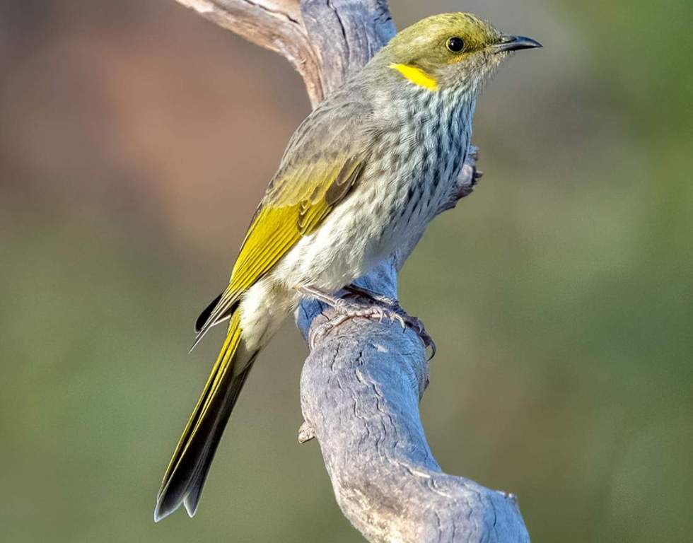 The yellow-plumed honeyeater (Ptilotula ornata) replaces those species in southern Australia's wetter Mallee.