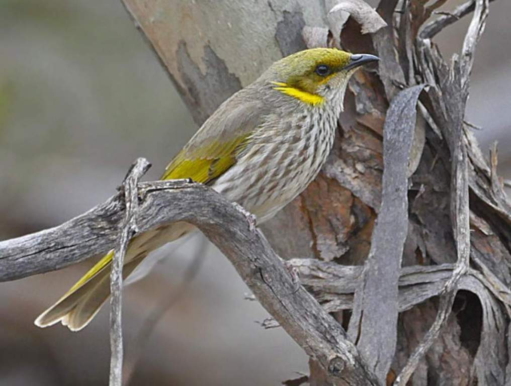 The bird is also known as the Mallee Honeyeater.