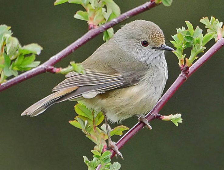 Brown Thornbill (Acanthiza pusilla) belongs to the family Acanthizidae and is a member of the order Passeriformes and the genus Acanthiza.