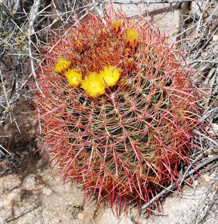 This cactus bears funnelform, yellow but sometimes tinged with red flowers, 3–6 cm (1.2–2.4 inches) long, 4-6 cm (1.6–2.4 inches) in diameter.