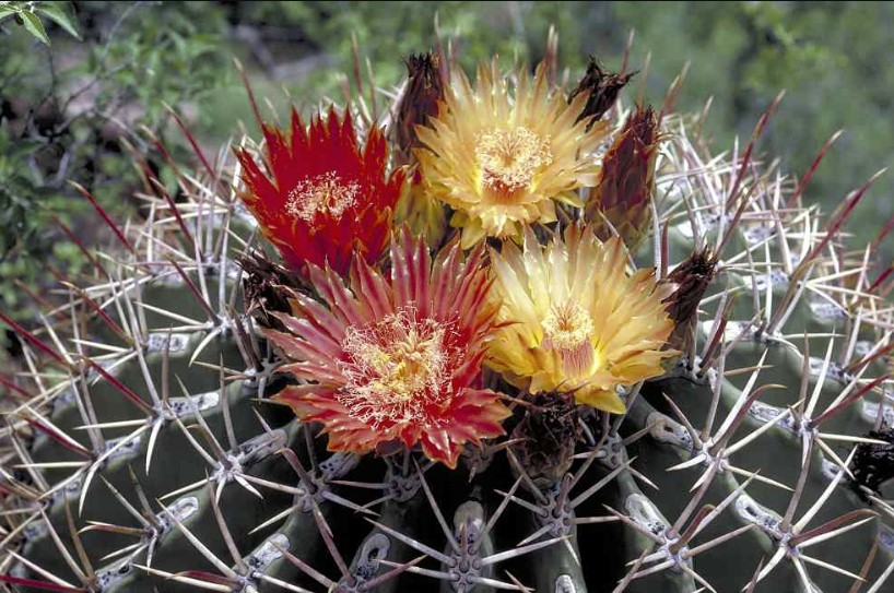 Ferocactus emoryi flowers are broadly funnelform, mahogany, red, red-tinged with yellow, or yellow, to 7.5 cm (3 inches) long, 5-7 cm (2-2.8 in) in diameter.