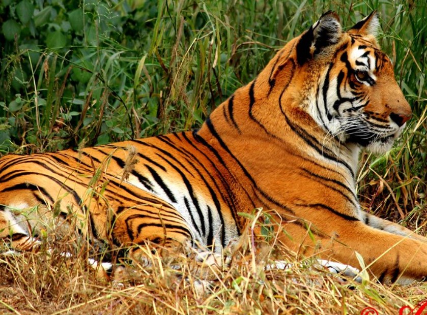 India has ample national parks and tiger reserves, which make it an ideal destination for your maiden wildlife trip.