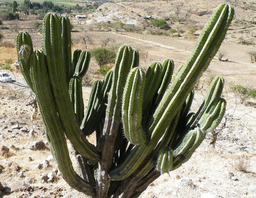 Polaskia chende looks like tree cacti, branching terminally to 4 m (13 feet) high with distinct trunks to 80 cm (31 in) high and 25–30 cm (9.8–12 inches) in diameter.