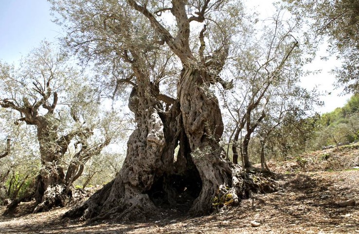 The 16 olive trees are hidden away and have withstood 6,000 years of political turmoil, plagues, diseases, climatic changes, and shifting civilizations.