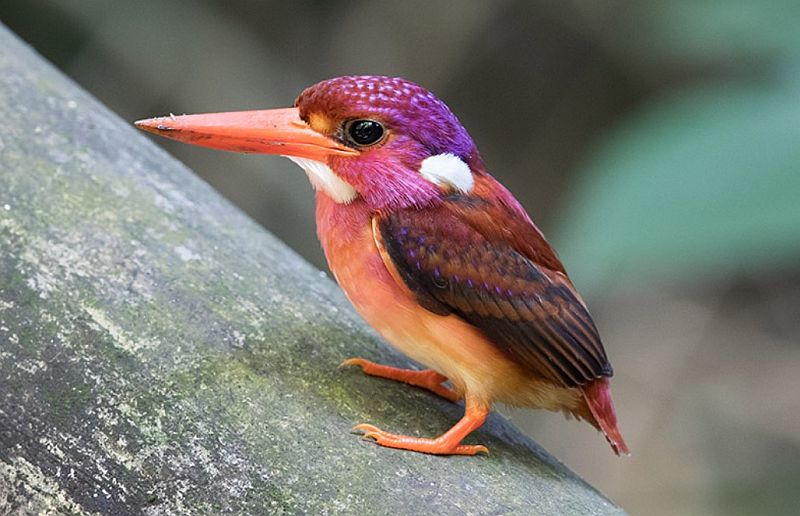 The Oriental dwarf kingfisher is distinguished by its remarkable plumage of metallic lilac, orange, and vivid blue patches.