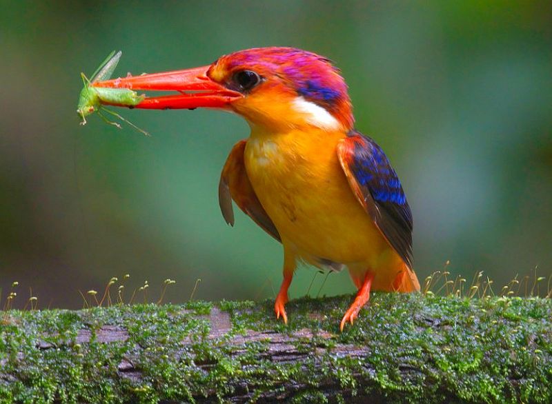 Tropical moist lowland forests are the native habitat of the dwarf kingfisher (Ceyx melanurus).