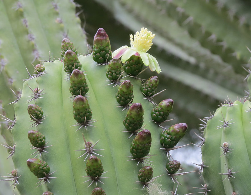 Polaskia chichipe grow meticulously and are cold-intolerant; keep them away from freezing temperatures or they could die.