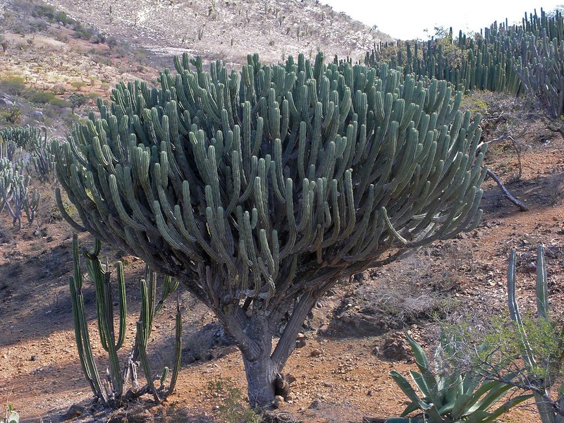 Polaskia chichipe forms short main stems. However, it is somewhat curved, green, to 7 cm (2.8 in) in diameter, and less than 1 meter (3.3 feet) long.