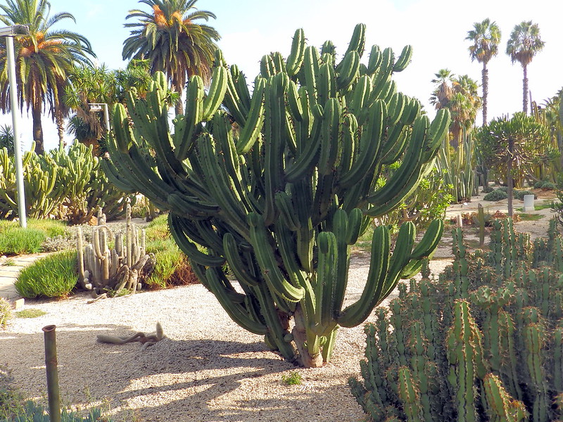 The Polaskia chichipe succulent cactus grows in xerophytic shrubland. Plants are treelike, branching more or less terminally to form distinct crowns up to 4 meters