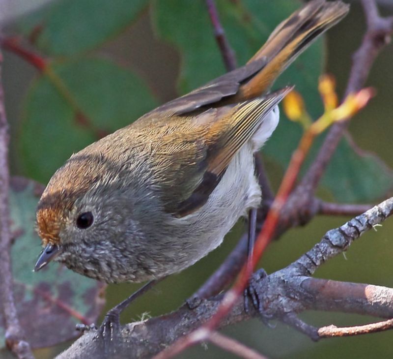 The Tasmanian Thornbill (Acanthiza ewingii) is found in temperate rainforests and wet sclerophyll shrubberies in Tasmania and islands in the Bass Strait.