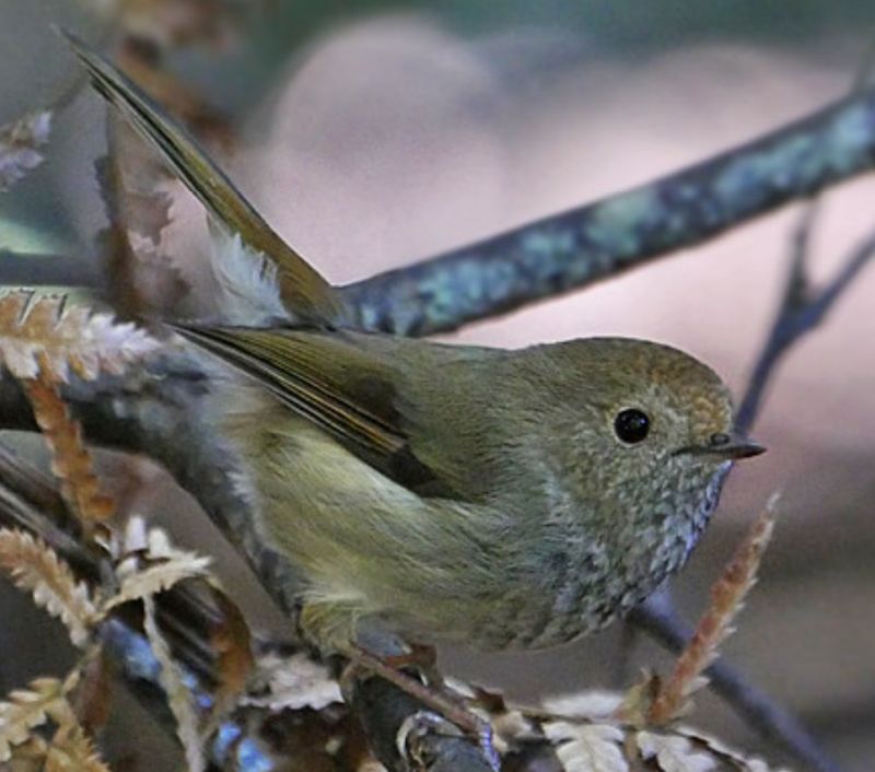 It is also known as Ewing's Thornbill and Ewing's Tit.